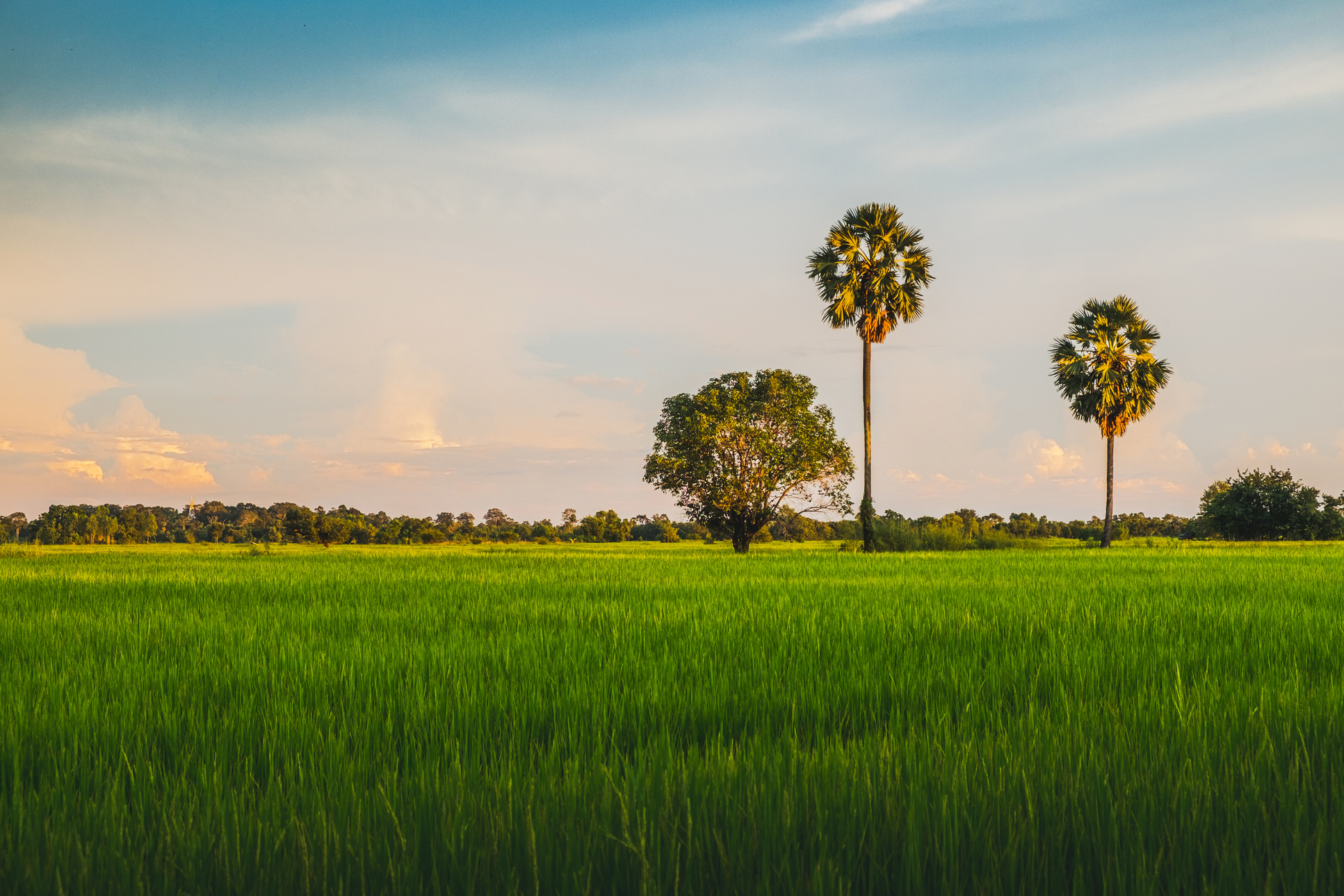 Rice Fields with Sugar Palm Trees under Cloudy Sky