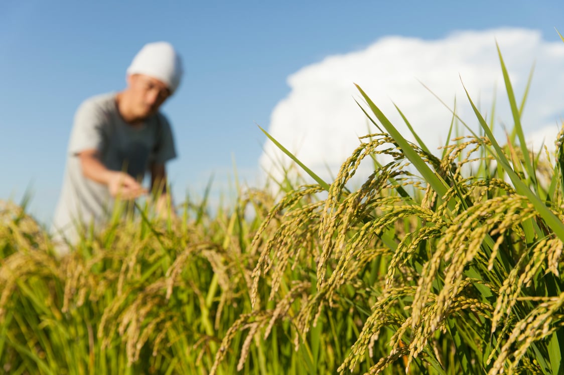 rice farming